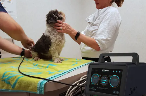 La thérapie au laser fonctionne-t-elle pour les chiens ?