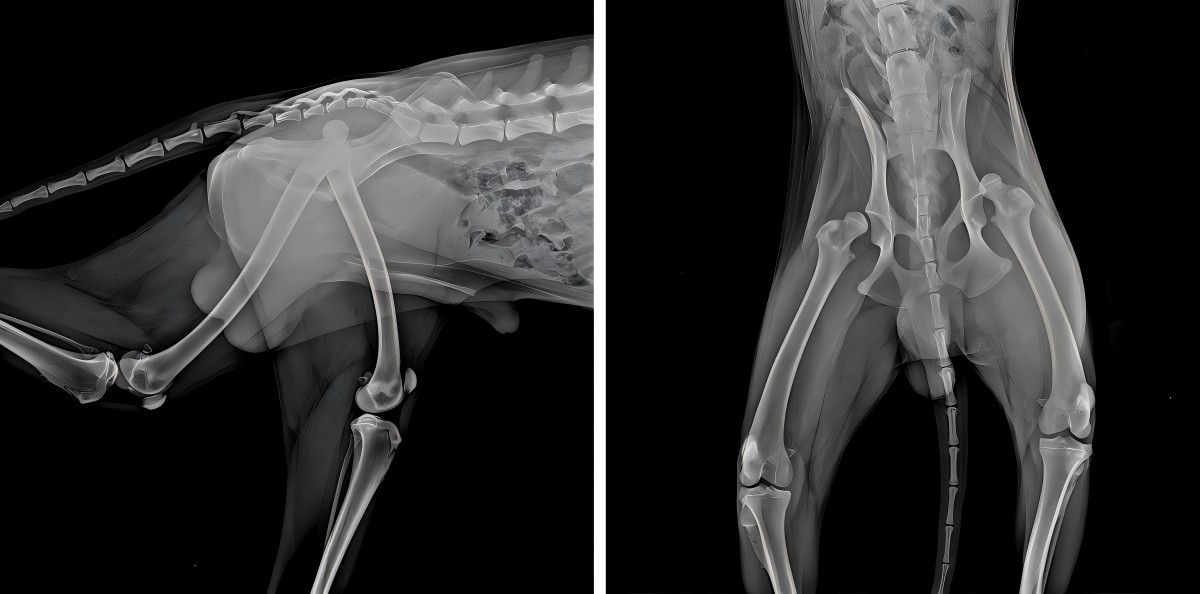 Partage de cas Vetmedix 丨 Laser à haute puissance améliore la réadaptation postopératoire de la dislocation fémorale bilatérale