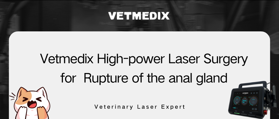 Partage de cas VETMEDIX 丨 Chirurgie au laser haute puissance pour la rupture de la glande anale