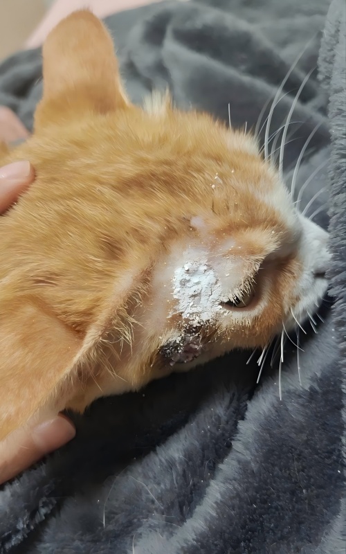 Partage de cas Vetmedix 丨 Cas d'application de la thérapie au laser à haute énergie dans le traitement des ulcères cutanés