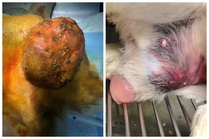 Partage de cas Vetmedix 丨 Application de la thérapie au laser à haute énergie dans le traitement de l'hypertrophie de la prostate