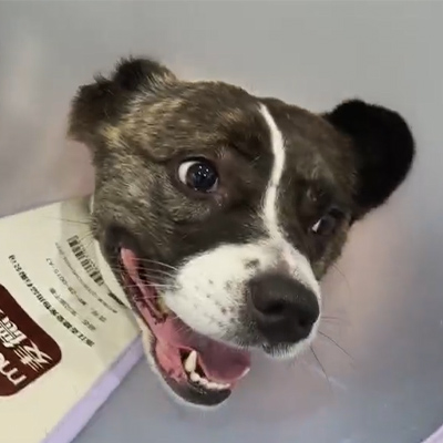 Rapport de cas Vetmedix 丨 Utilisation de la thérapie laser vétérinaire dans le traitement de la névrite aiguë chez un patient canin