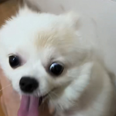 Partage de cas Vetmedix 丨 Cas d'application du laser à haute énergie dans le traitement de la teigne canine