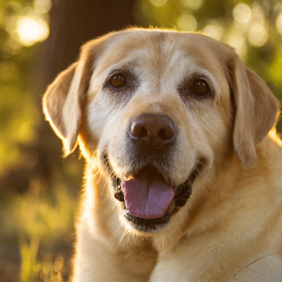 Partage de cas VetMedix 丨 Cas d'application de la thérapie au laser à haute énergie dans le traitement des tumeurs périanales postopératoires non cicatrisantes